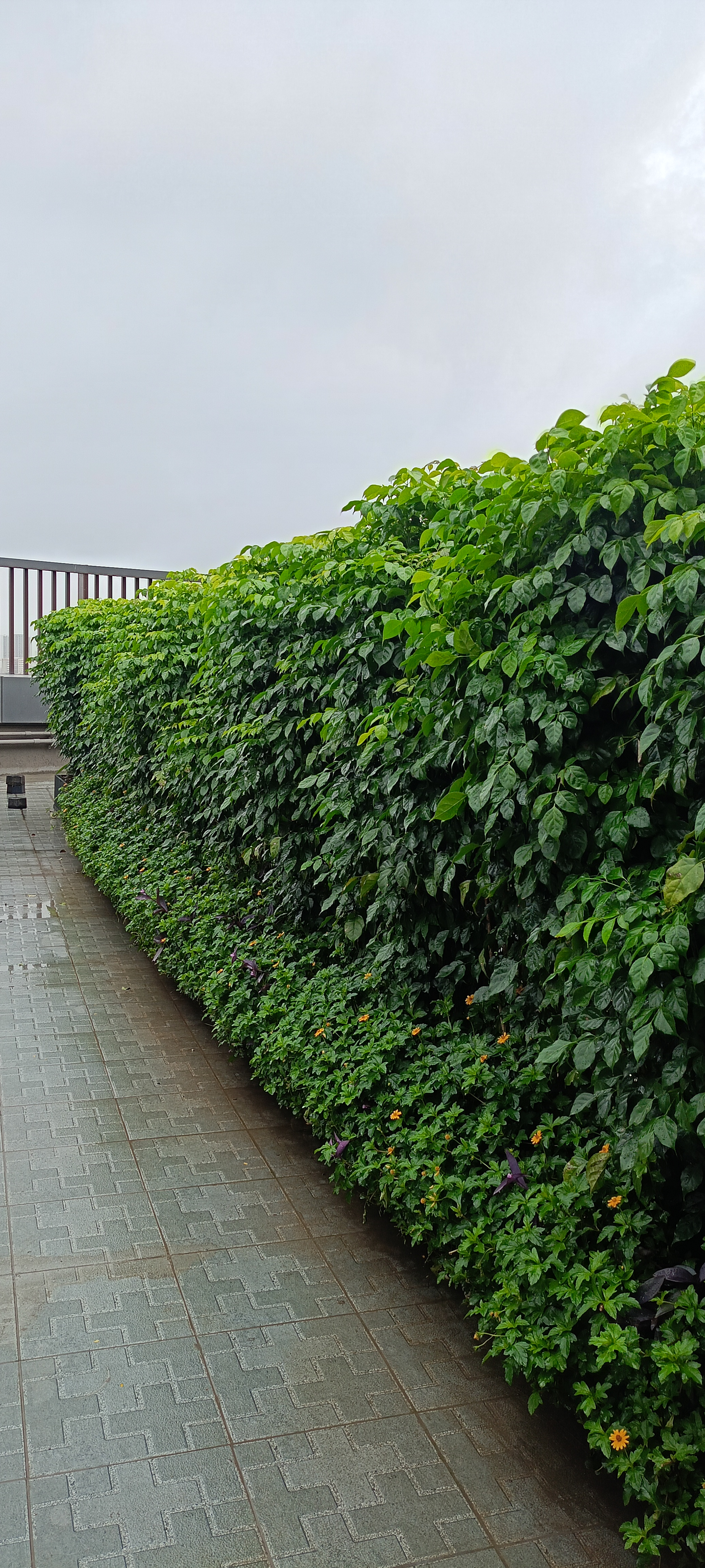 Landscape garden design project at 93 East residential site